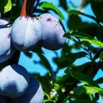 Drzewka owocowe śliwy, gruszy i moreli – poznaj ofertę Twoje Sady