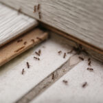 Jak skutecznie zabezpieczyć swoje mieszkanie przed insektami? Przewodnik po dezynsekcji