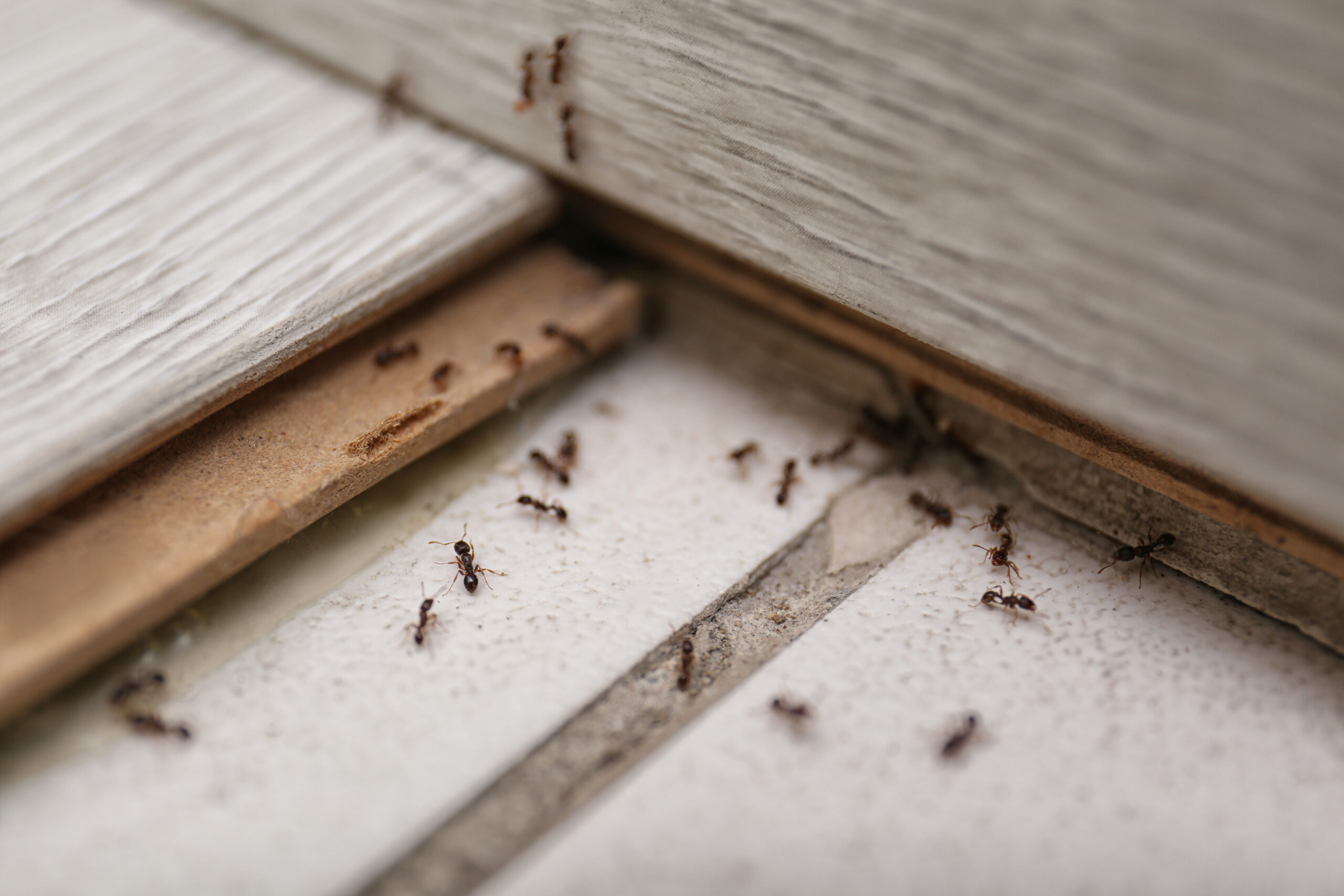 Jak skutecznie zabezpieczyć swoje mieszkanie przed insektami?