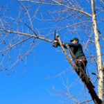 Wycinka drzew na prywatnej działce – jak załatwić?